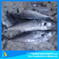 frozen fish mackerel